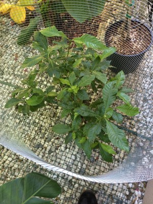 Coffee Plant (The fence helps thwart an overambitious chipmunk)