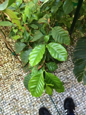 Arabica Coffee Plant