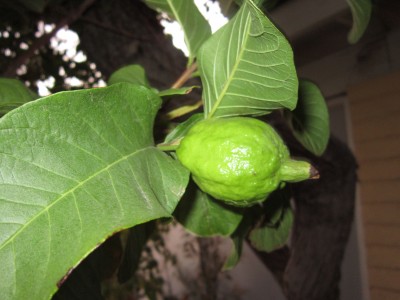 Mexican cream guava