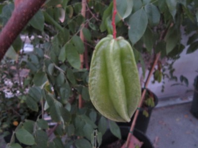 Starfruit almost ripe