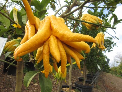 Buddha's Hand cintron