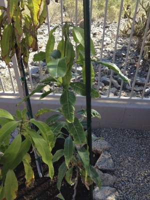 Ataulfo Seedling with the old Philippine Mango in the background.