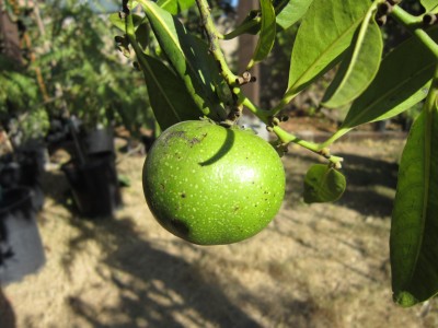 Black Sapote  w/ fruit