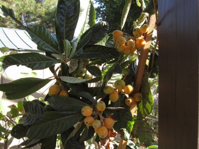 Loquats  lots of them!