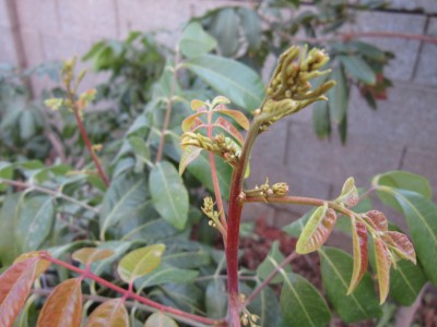 Longan flowers