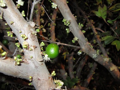 Jaboticaba fruit