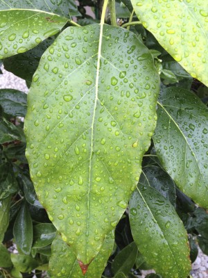 Huge Fuerte Avocado Leaves.  I do not know why these are two to three times the size of normal leaves.