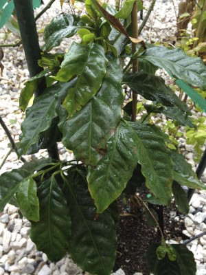 Arabica Coffee Tree