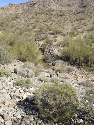 This is the ravine behind the house, and one of the reasons I believe the yard stays warmer.