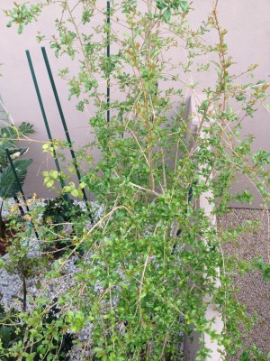 Wonderful Pomegranate (5 years old and about 12 feet tall)