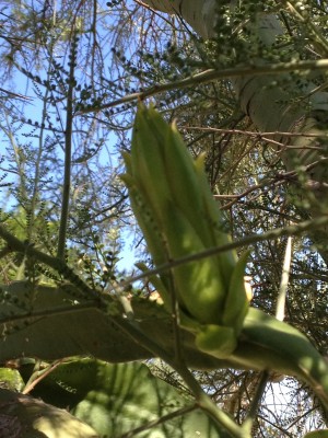 Dragon Fruit in Arizona