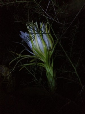 Dragon Fruit in Arizona