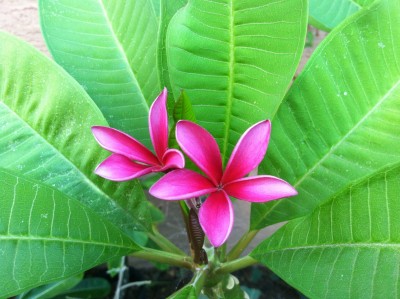 Cali Sunset plumeria