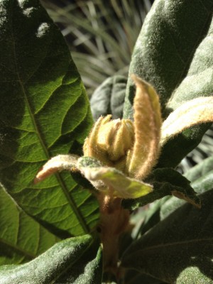 Loquat flower buds?