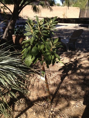 Loquat flower buds?