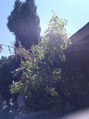 15 year old mango tree in phoenix