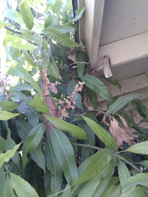 15 year old mango tree in phoenix