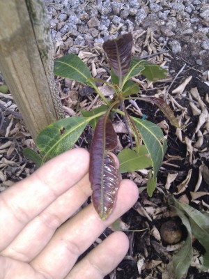 encouraging branching on mango tree?