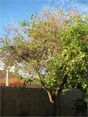 falling leaves on most branches on one side of the tree