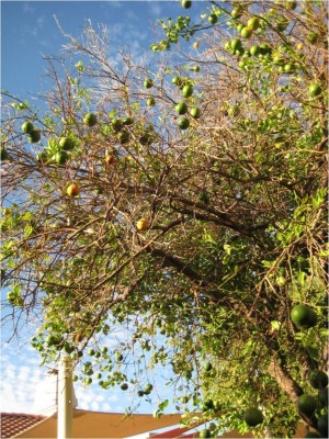 falling leaves on most branches on one side of the tree