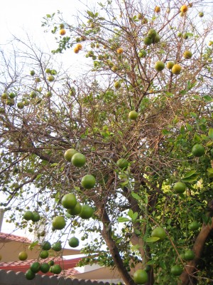 Please help me diagnose my orange tree