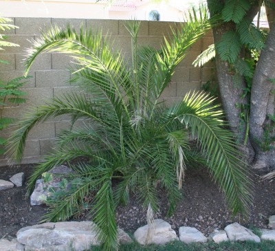 What rare to Phoenix palms are you growing?