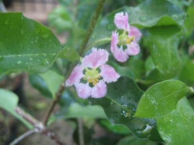 Barbados Cherry Blossoms