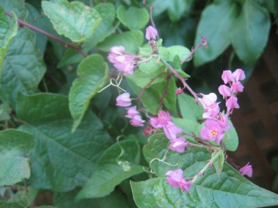 Coral vine Blossoms