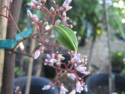 Starfruit now fruiting