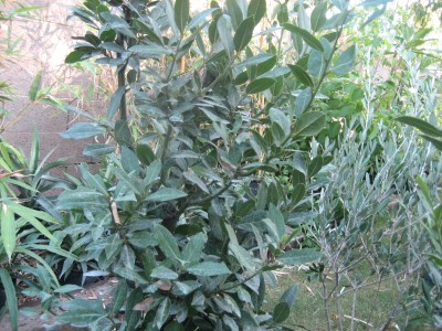 Bay Leaf Tree