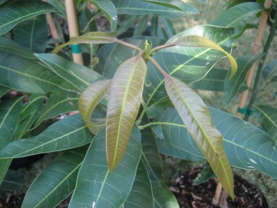 Tebow mango new growth