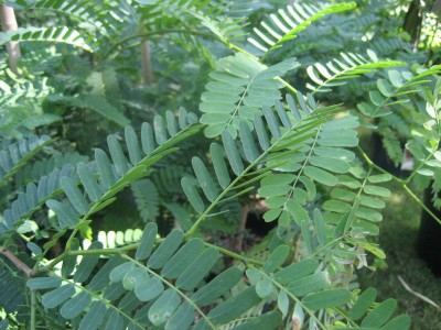 Tamarind Tree