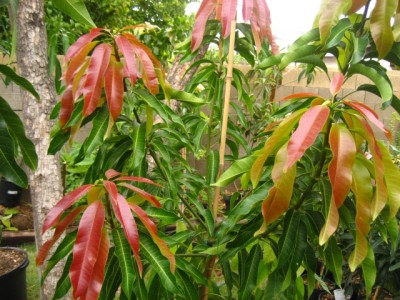 Cool new growth on Glenn mango tree