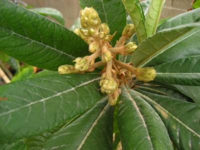 Loquat flowers