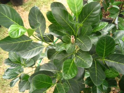 Jackfruit trees