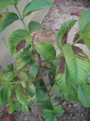 Guava tree leaves turned purple