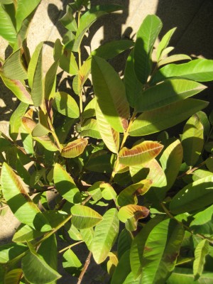 Guava tree leaves turned purple