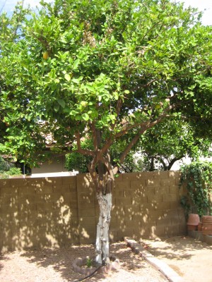 Lemon tree bark cracking and peeling
