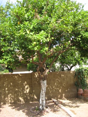 Lemon tree bark  cracking and peeling