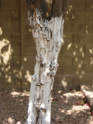Lemon tree bark cracking and peeling