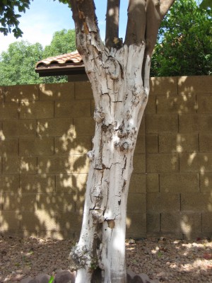 Lemon tree bark cracking and peeling