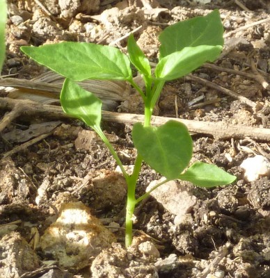 so I think this is a pepper