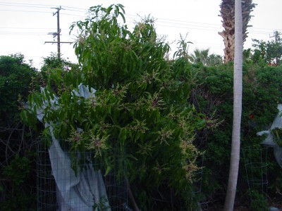 Mango Trees starting to flower