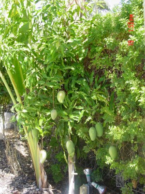 Lemon Zest Mango - Unbelievable!