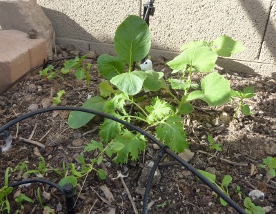 Is the big thing on the right a squash (butternut),  What is the one on the left?