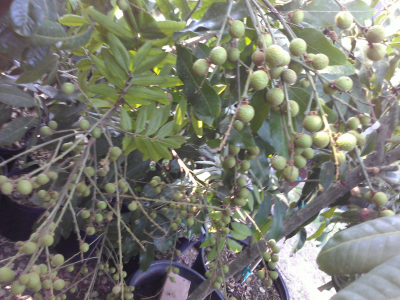 Longan fruit