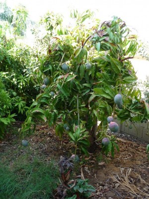 Mangoes and Lychees