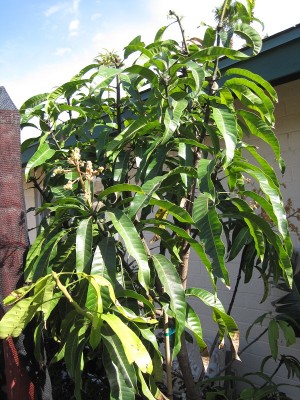 anyone growing mangos in pots?