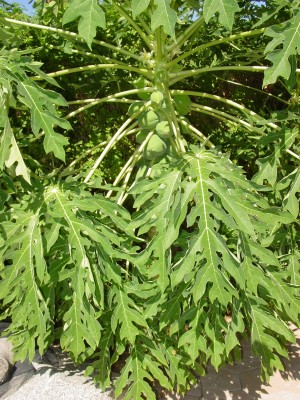 Mexican Papaya