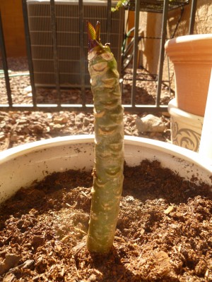 Leaves on a plumeria start from Hawaii, potted about a week ago.